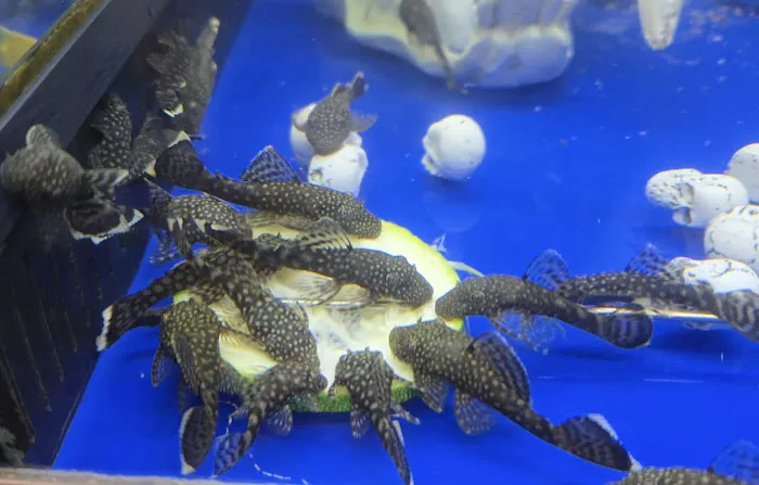 S&C Aquatic World - Tropical/Marine Picture 3