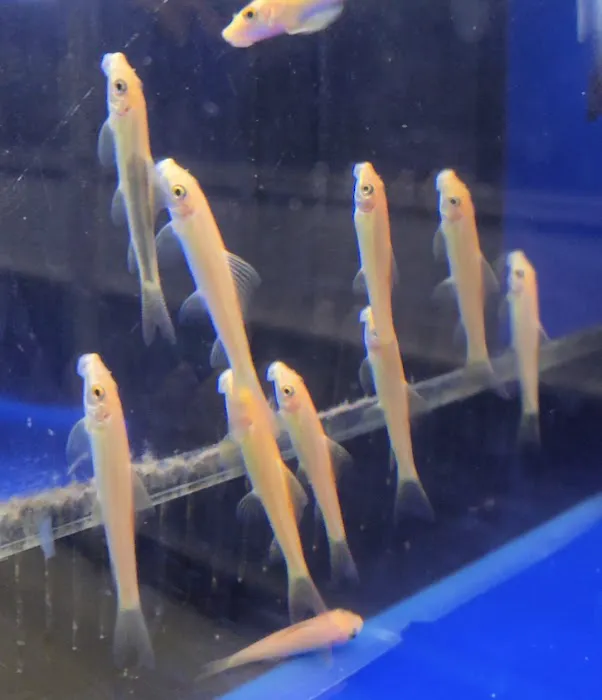 S&C Aquatic World - Tropical/Marine Picture 4