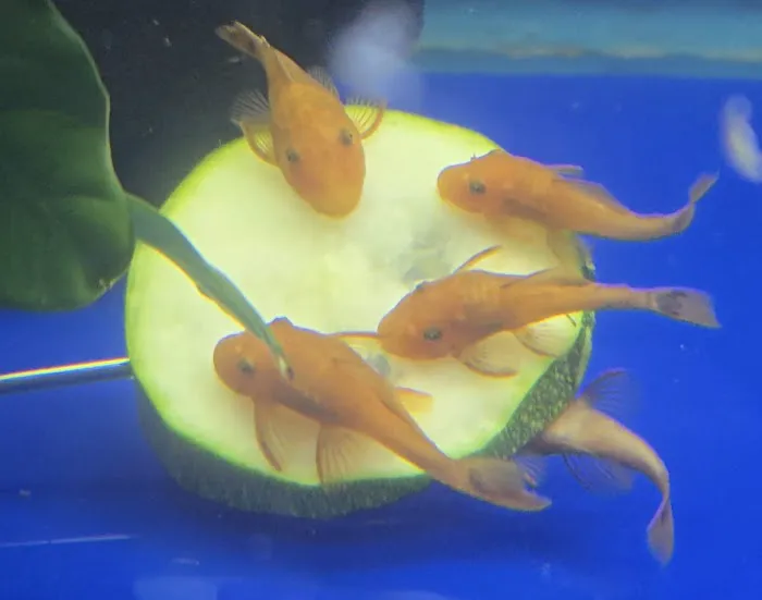 S&C Aquatic World - Tropical/Marine Picture 5