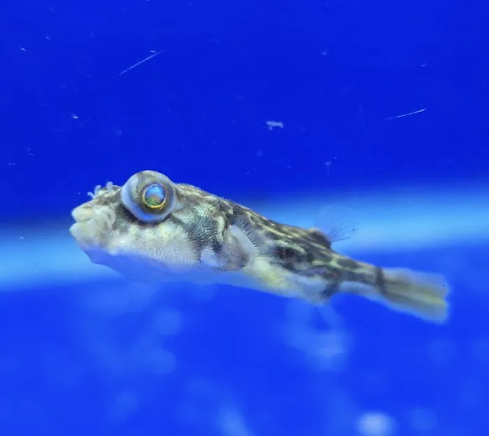 S&C Aquatic World - Tropical/Marine Picture 6