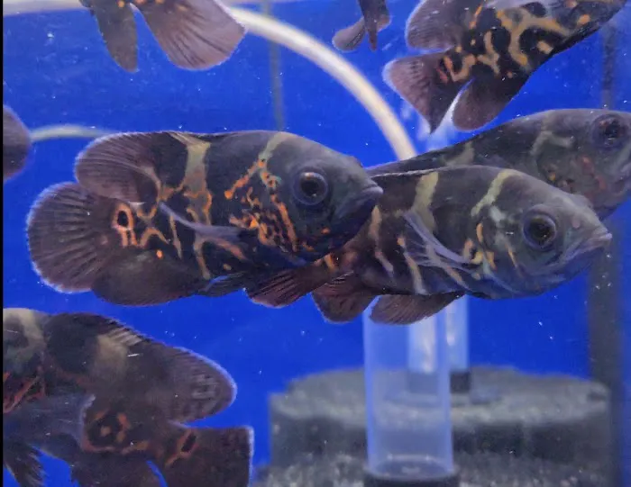 S&C Aquatic World - Tropical/Marine Picture 10