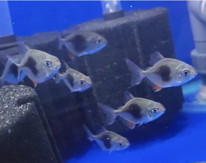 S&C Aquatic World - Tropical/Marine Picture 9