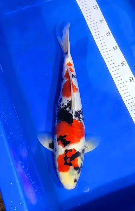 S&C Koi Picture 6