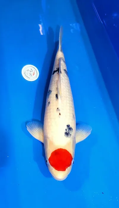S&C Koi Picture 4
