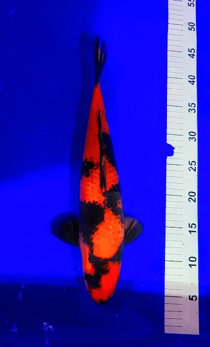S&C Koi Picture 8