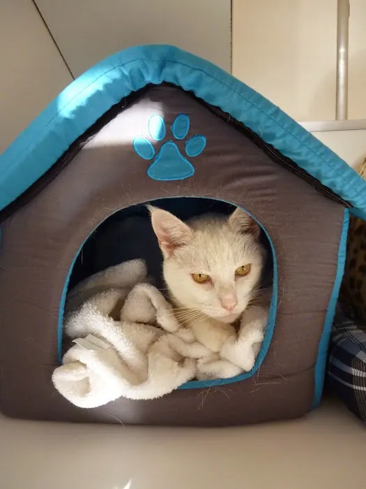 Sandtoft Cattery Picture 5