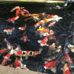 M & J Koi
