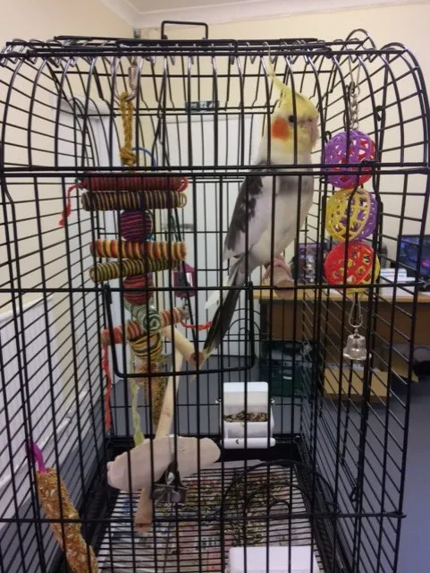 Rase Veterinary Centre - Scunthorpe Picture 2