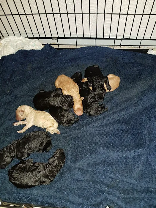 Rase Veterinary Centre - Dunscroft Picture 1