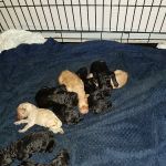 Rase Veterinary Centre - Dunscroft