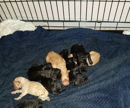 Rase Veterinary Centre - Dunscroft