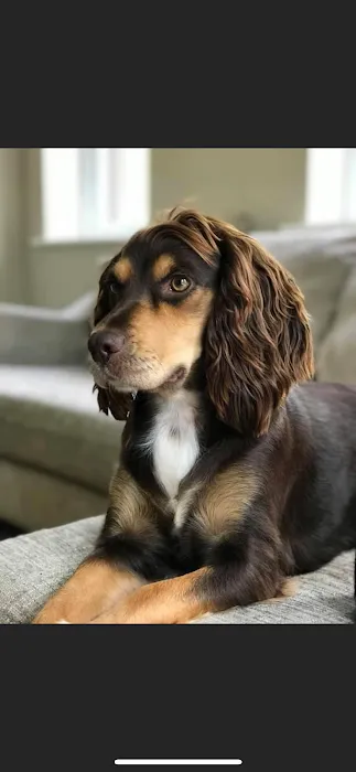 Maggie May’s Pet Boutique Picture 9