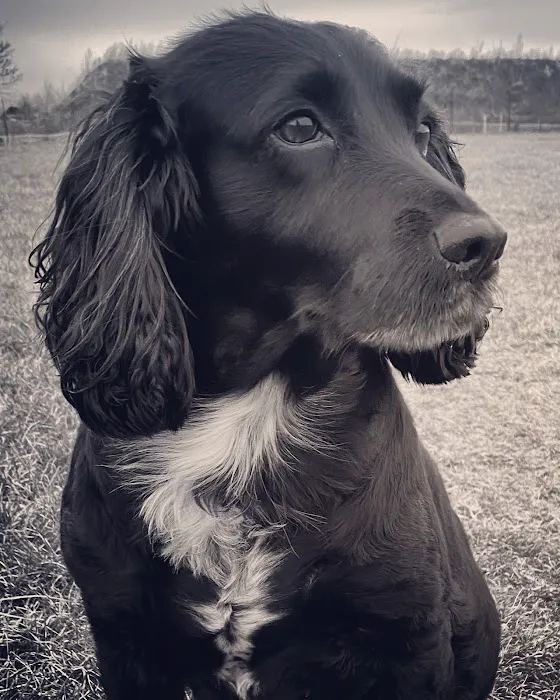 Maggie May’s Pet Boutique Picture 8