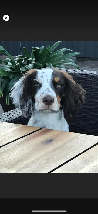 Maggie May’s Pet Boutique Picture 10