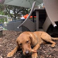 The Deli Dog box Company ico