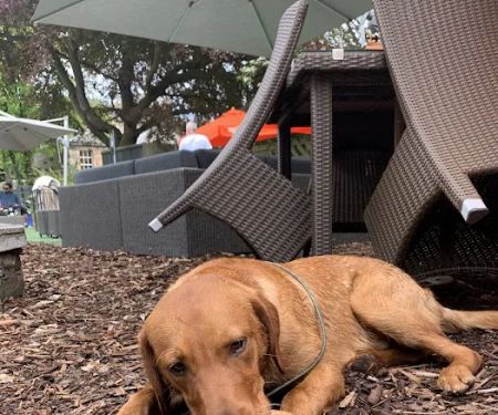 The Deli Dog box Company