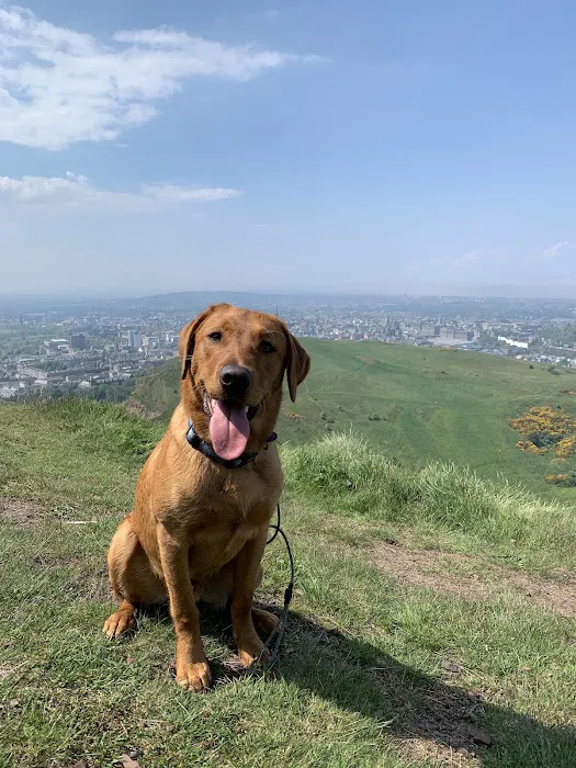 The Deli Dog box Company Picture 2