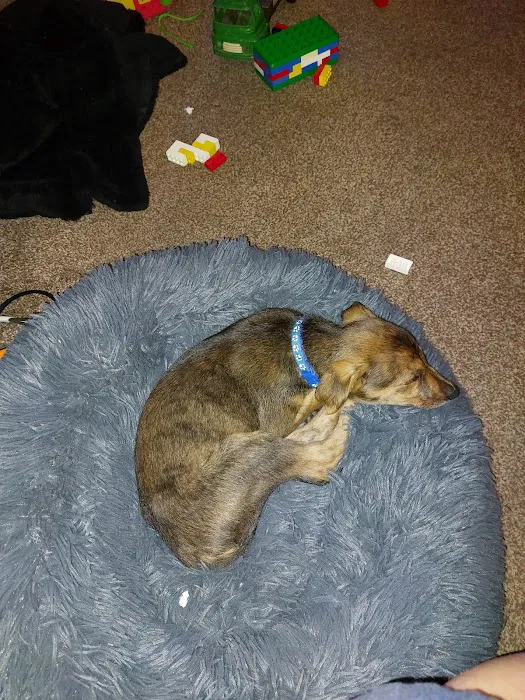 Medivet Ashby Picture 1