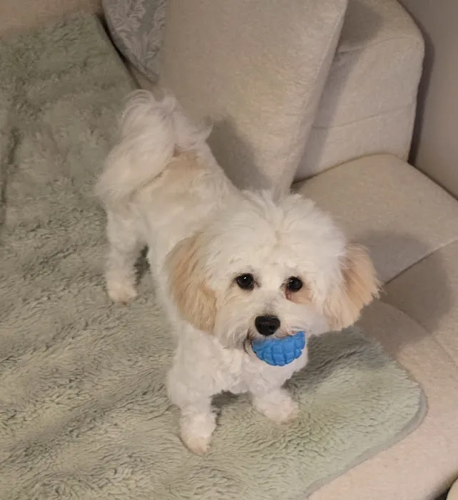Medivet Ashby Picture 6