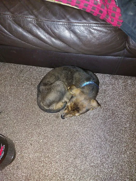 Medivet Ashby Picture 8