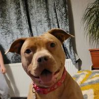 Medivet Scunthorpe ico