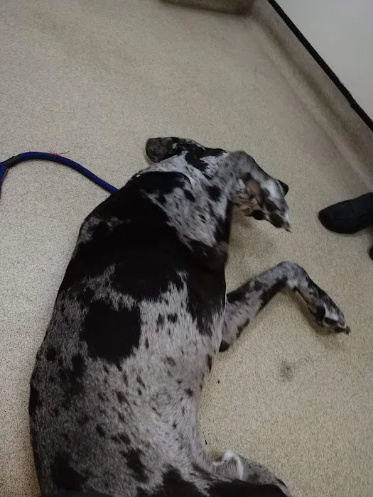 Ashcroft Veterinary Surgery Picture 2
