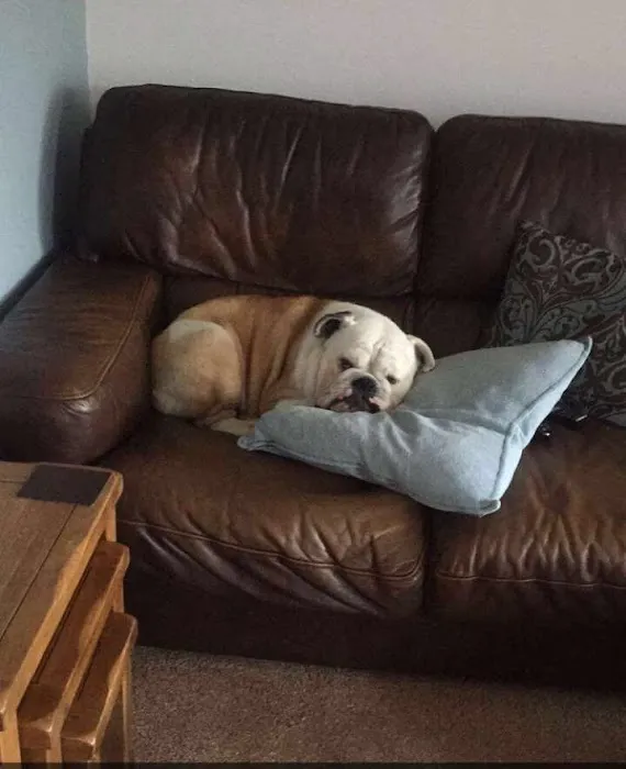 Ashcroft Veterinary Surgery Picture 4