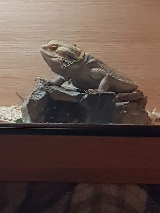 Betsy's Exotics & pet supplies Picture 2