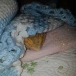 Betsy's Exotics & pet supplies