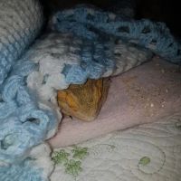 Betsy's Exotics & pet supplies ico