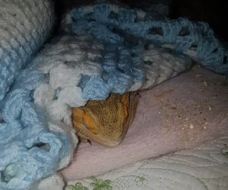 Betsy's Exotics & pet supplies