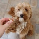 The Barkery