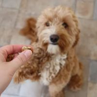 The Barkery ico