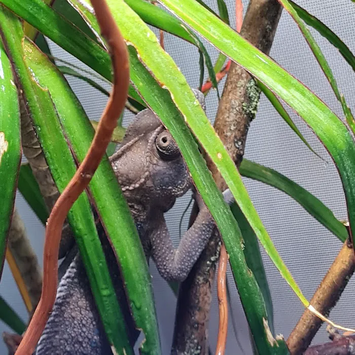 Jungle Jim's Vivariums Ltd Picture 3