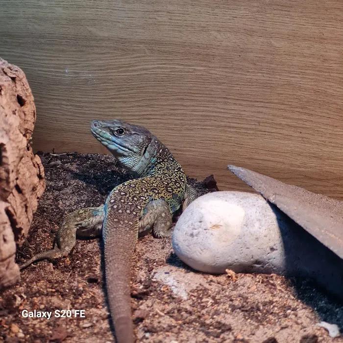 Jungle Jim's Vivariums Ltd Picture 10