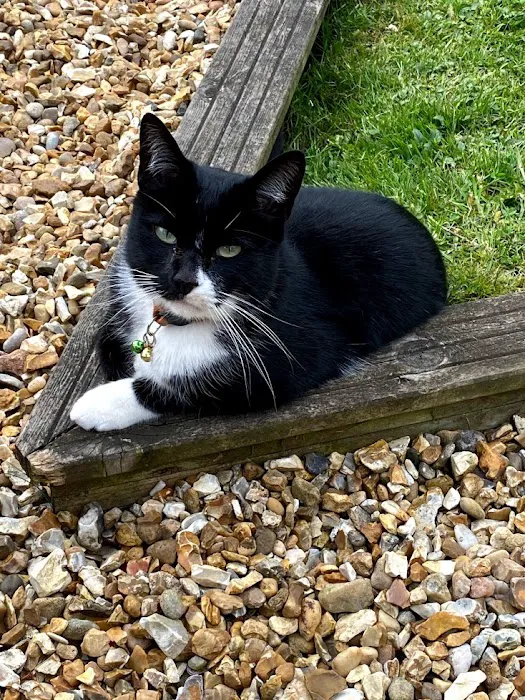 Moss Farm Cattery Picture 2
