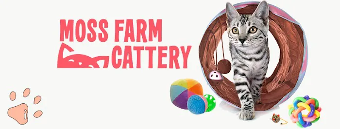 Moss Farm Cattery Picture 9