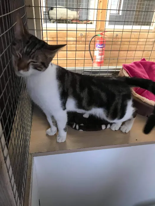 Moss Farm Cattery Picture 5