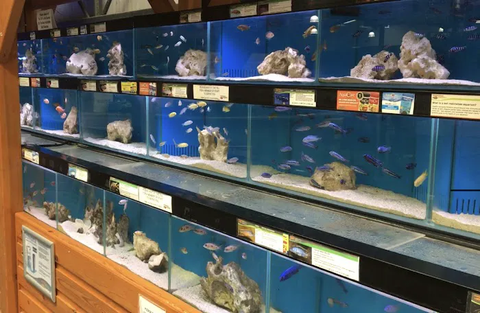 Maidenhead Aquatics Brigg Picture 6