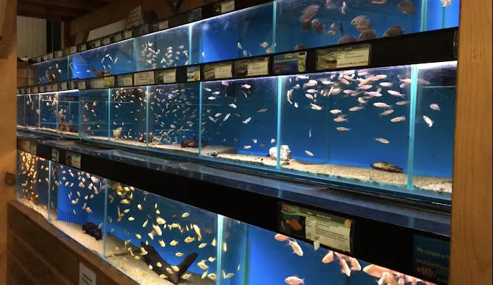 Maidenhead Aquatics Brigg Picture 7