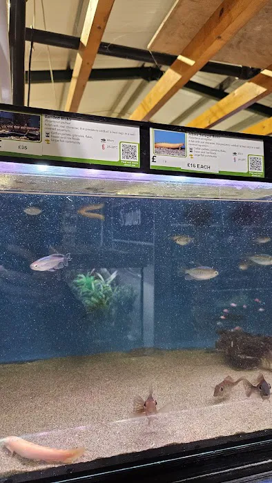 Maidenhead Aquatics Brigg Picture 10