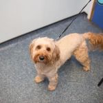 Rufford Veterinary Group