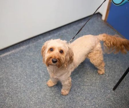 Rufford Veterinary Group
