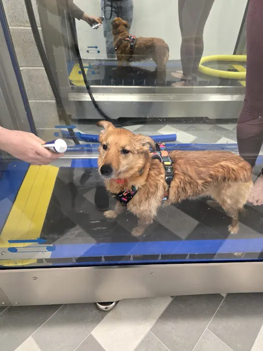 RISE Canine Hydrotherapy & Rehab Picture 1