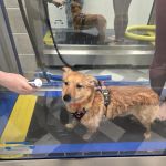 RISE Canine Hydrotherapy & Rehab