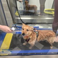 RISE Canine Hydrotherapy & Rehab ico