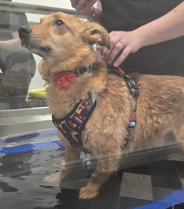 RISE Canine Hydrotherapy & Rehab Picture 2
