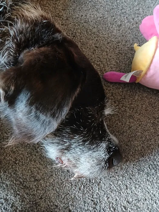 RISE Canine Hydrotherapy & Rehab Picture 5