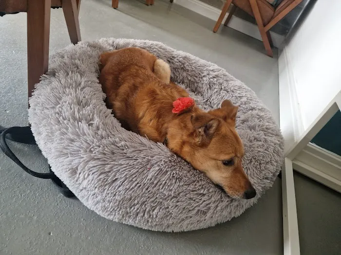 RISE Canine Hydrotherapy & Rehab Picture 7