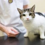 Myerscough Veterinary Group, Leyland